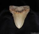 Big, Sharp Inch Megalodon Tooth #58-1
